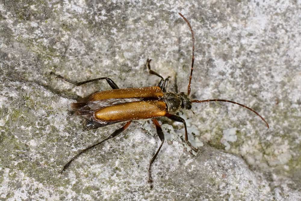 Cerambycidae: Cortodera humeralis?   Sì  !